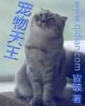 宠物天王精灵介绍